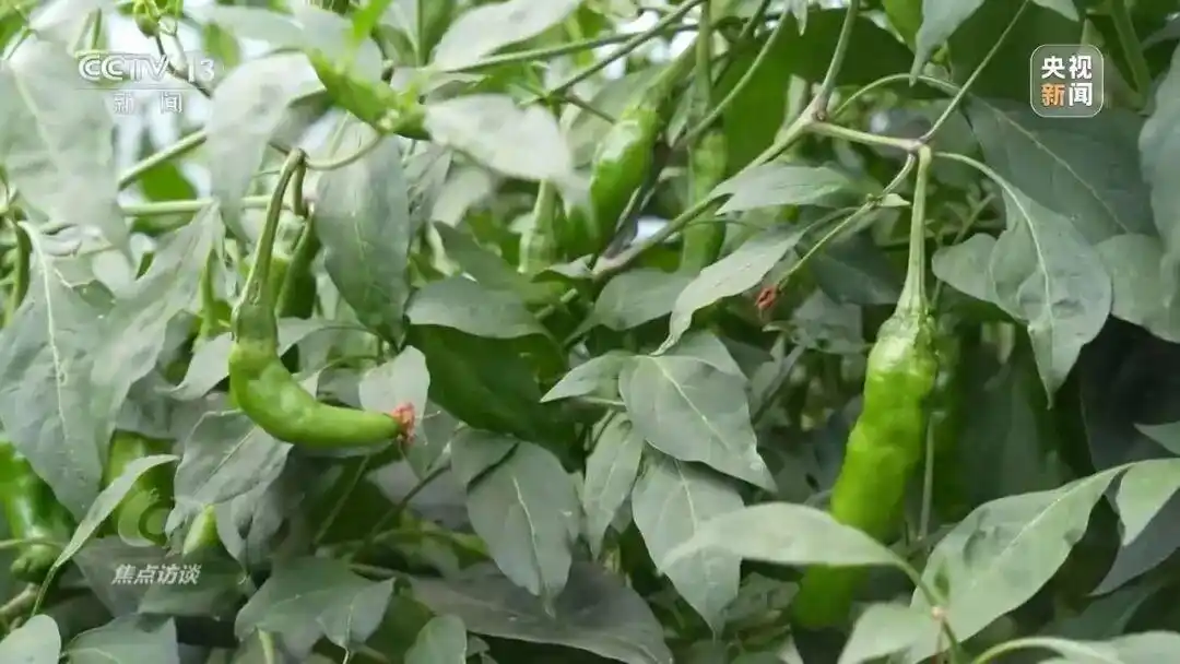 央视曝光ai假冒艺人直播_AI仿冒带货_AI虚假宣传