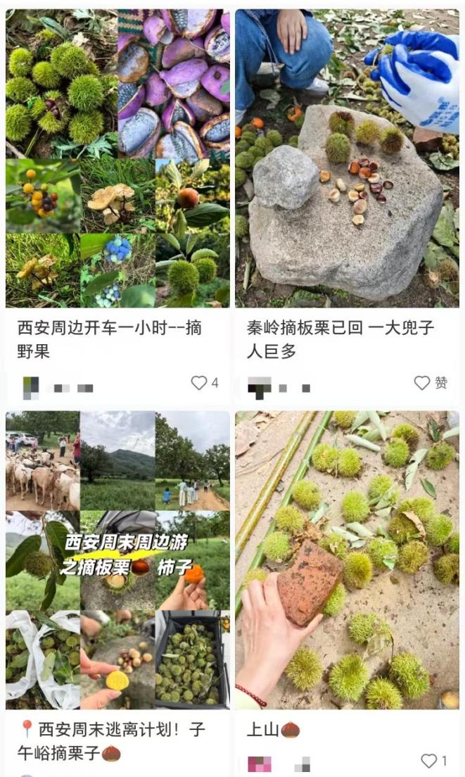 秦岭野生板栗采摘攻略_陕西秦岭捡板栗适度采集倡议_景区回应游客捡板栗壳被说成偷东西