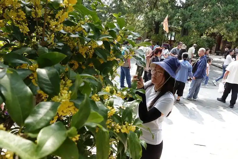 正处于“香眼”阶段，颐和园百余盆桂花扮靓中秋节