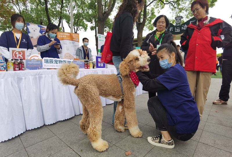 上海市免费领养狗狗_上海公园流浪动物管理_上海公园文明养宠