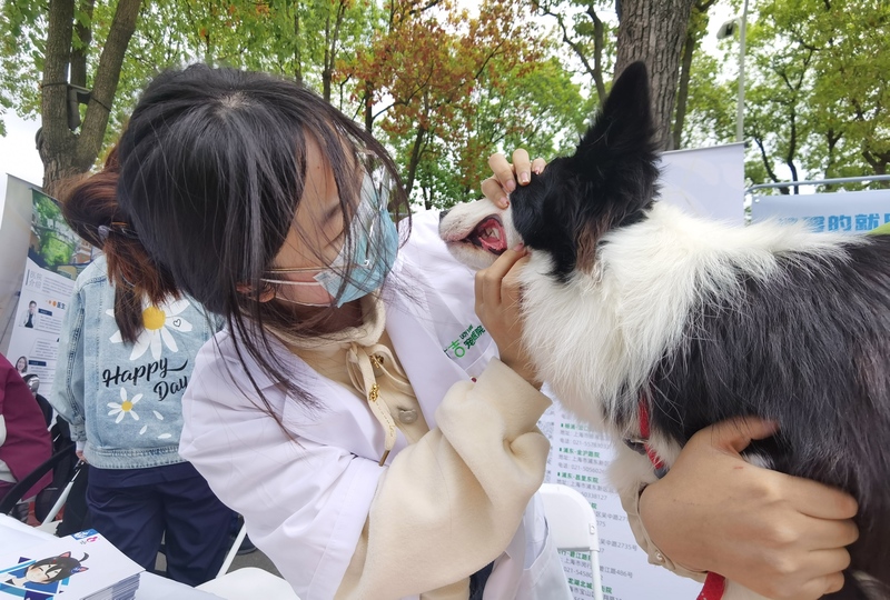 上海公园流浪动物管理_上海公园文明养宠_上海市免费领养狗狗