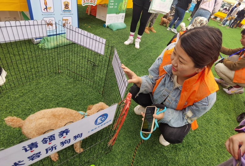 上海公园文明养宠_上海公园流浪动物管理_上海市免费领养狗狗