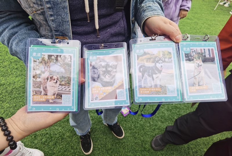 上海公园流浪动物管理_上海公园文明养宠_上海市免费领养狗狗