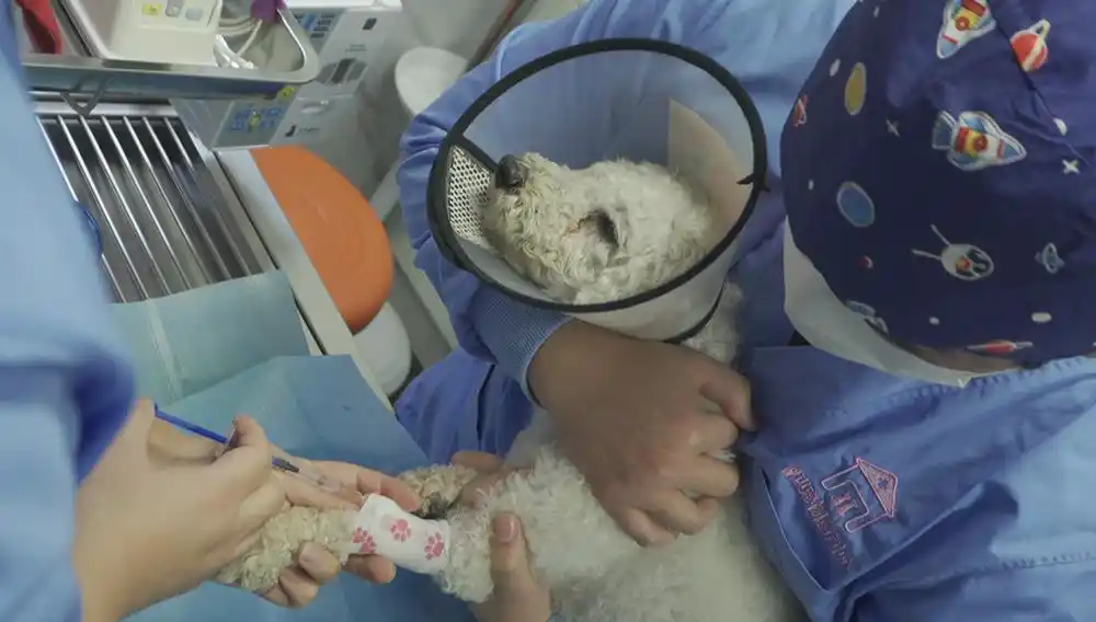 上海免费为流浪猫狗绝育两日来，预约已达近百只排期到三月底