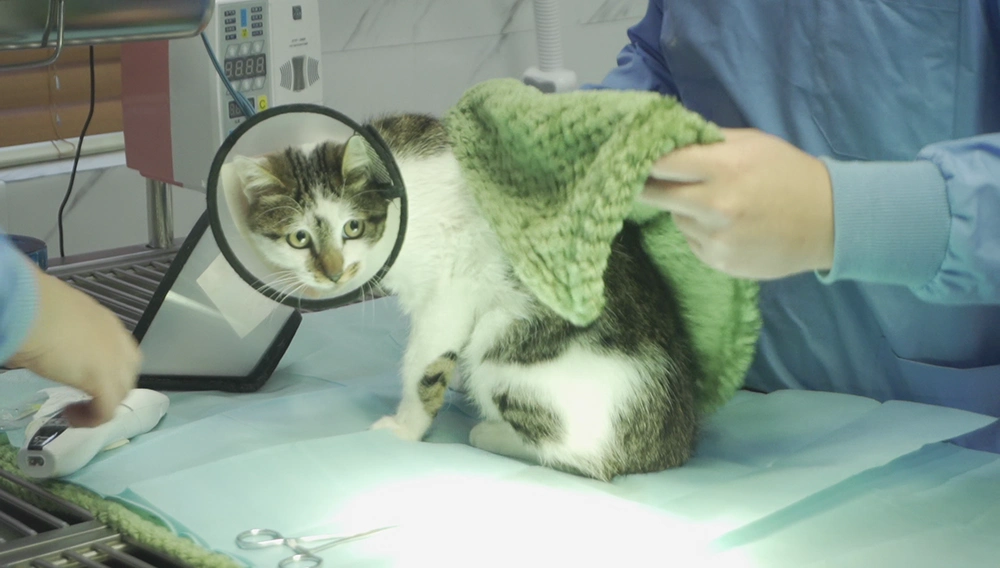 上海小动物救助领养中心流浪猫免费绝育_上海市免费领养狗狗_上海流浪狗绝育手术预约