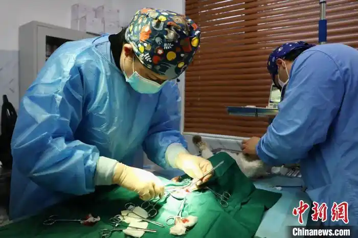 详细阅读:上海小动物救助领养中心向社会开放 流浪猫狗绝育免费 上海小动物救助领养中心向社会开放 流浪猫狗绝育免费