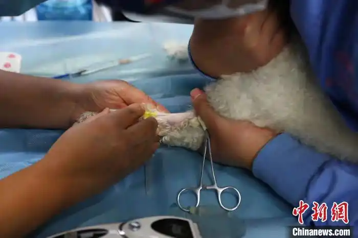 上海小动物救助领养中心_流浪动物免费绝育手术_上海市免费领养狗狗