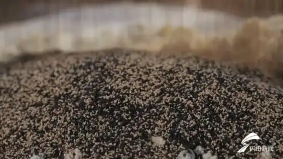 武汉现超大月饼重388斤 500人排队吃_潍坊信昌糕点 重油月饼 潍坊非遗月饼