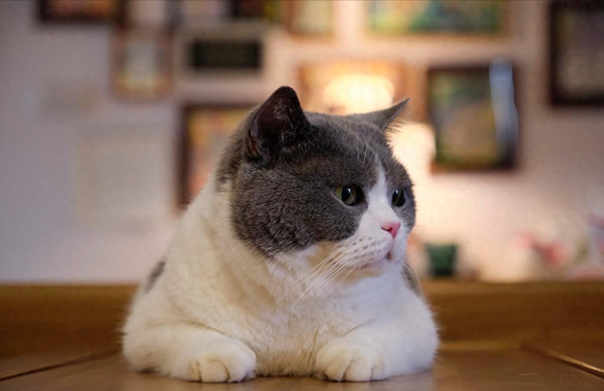 猫咪打架原因_喵星人大战_养猫原因