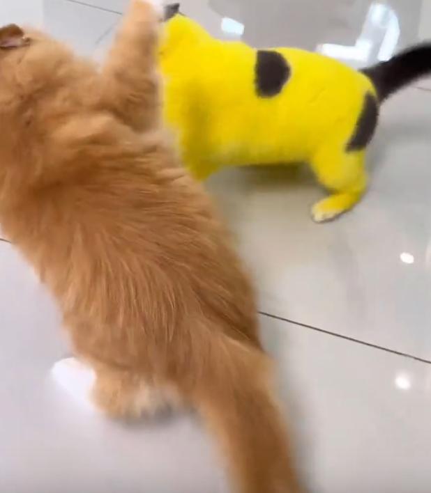 养猫原因_猫咪打架原因_喵星人大战