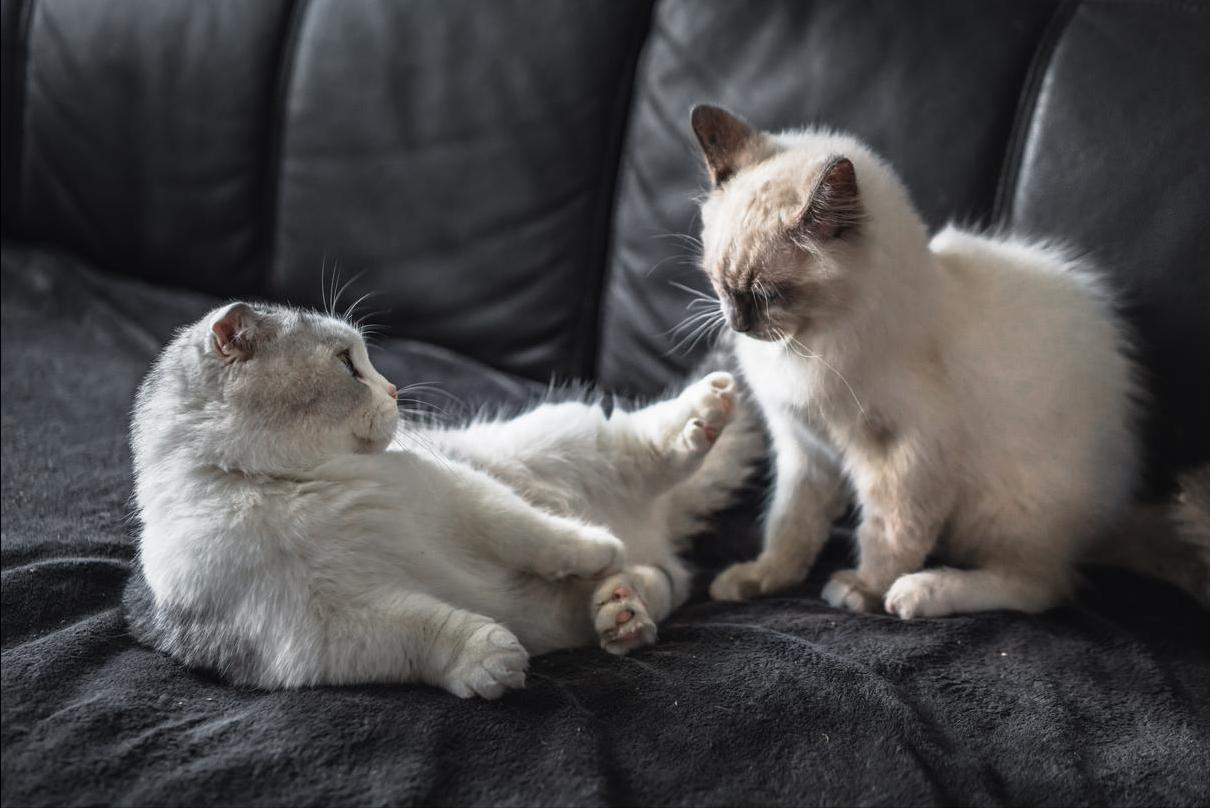 喵星人大战_养猫原因_猫咪打架原因