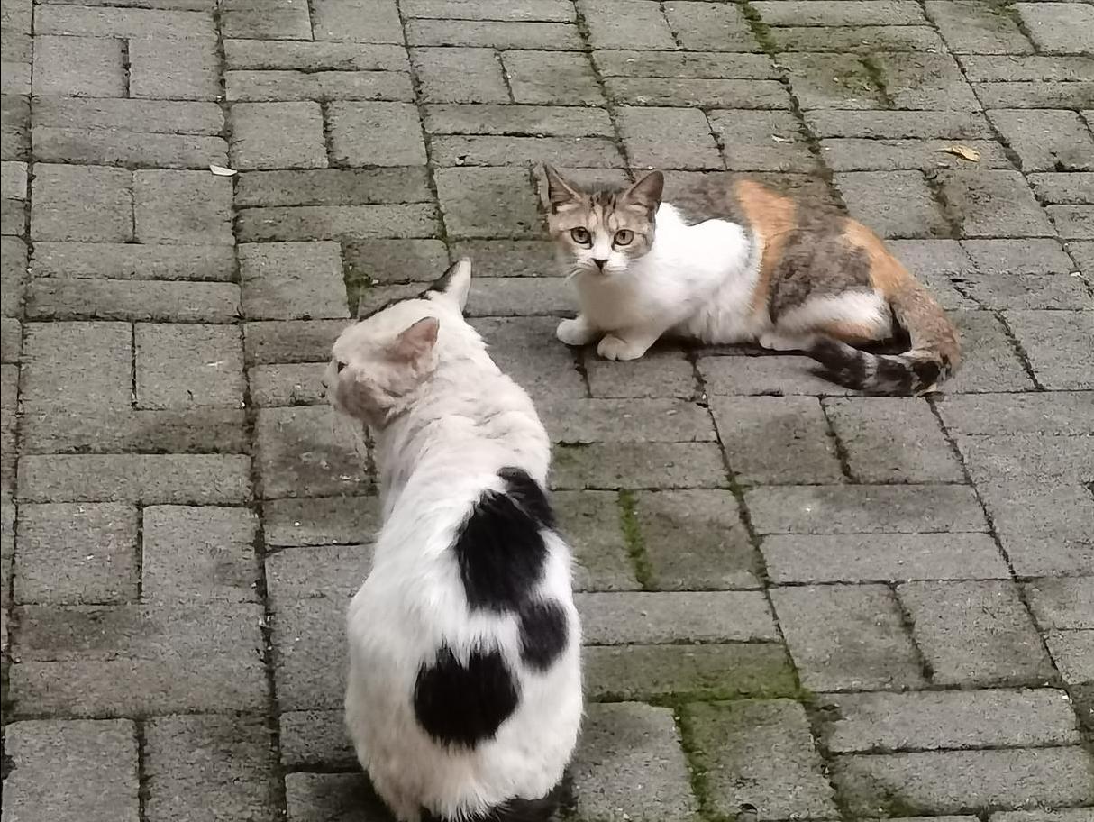 养猫原因_猫咪打架原因_喵星人大战
