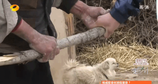 变形计官网报名方式_尚爷爷丫头 变形计故事_变形计尚爷爷 最感人的一期节目