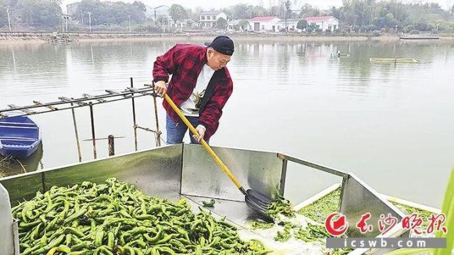 鱼塘用辣椒喂鱼 塘主：鱼会更漂亮 新潮养鱼法引关注