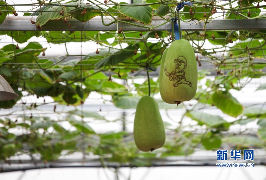 第九届海峡两岸现代农业博览会·第十九届海峡两岸花卉博览会 福建漳州花博园 果蔬轨道栽培技术_漳州新闻网 第十七届花博会