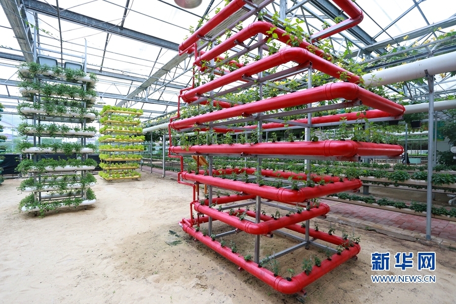 漳州新闻网 第十七届花博会_第九届海峡两岸现代农业博览会·第十九届海峡两岸花卉博览会 福建漳州花博园 果蔬轨道栽培技术