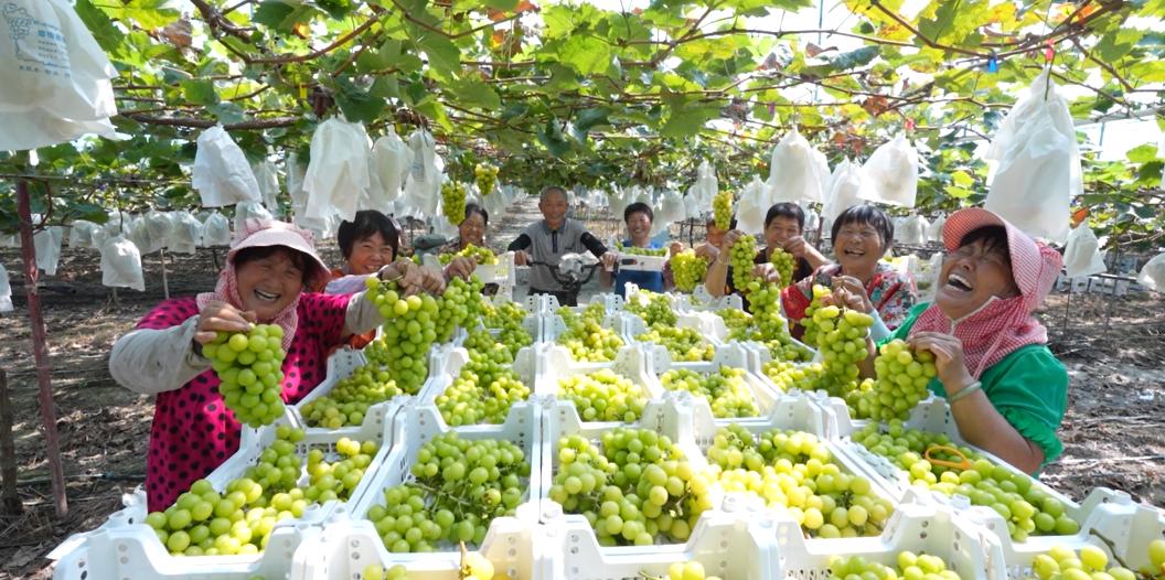 海峡两岸花卉博览会漳州_2024年海峡两岸现代农业博览会_漳州新闻网 第十七届花博会