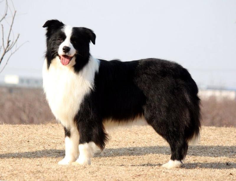 世界十大名犬排名