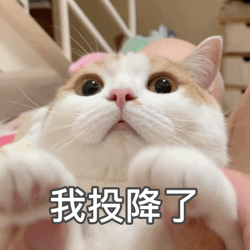 猫咪胡子作用_猫咪直播成 人 视频破解版_猫咪咕噜声