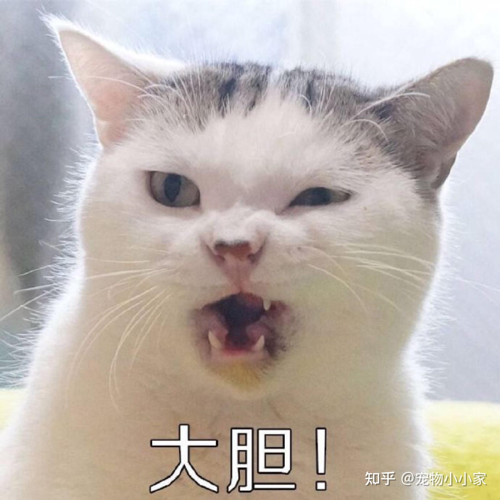 猫咪直播成 人 视频破解版_猫咪咕噜声_猫咪胡子作用