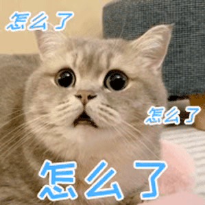 猫咪胡子作用_猫咪直播成 人 视频破解版_猫咪咕噜声