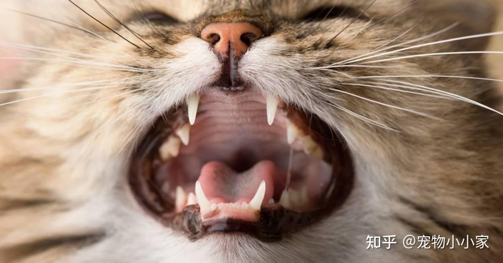 猫咪咕噜声_猫咪胡子作用_猫咪直播成 人 视频破解版