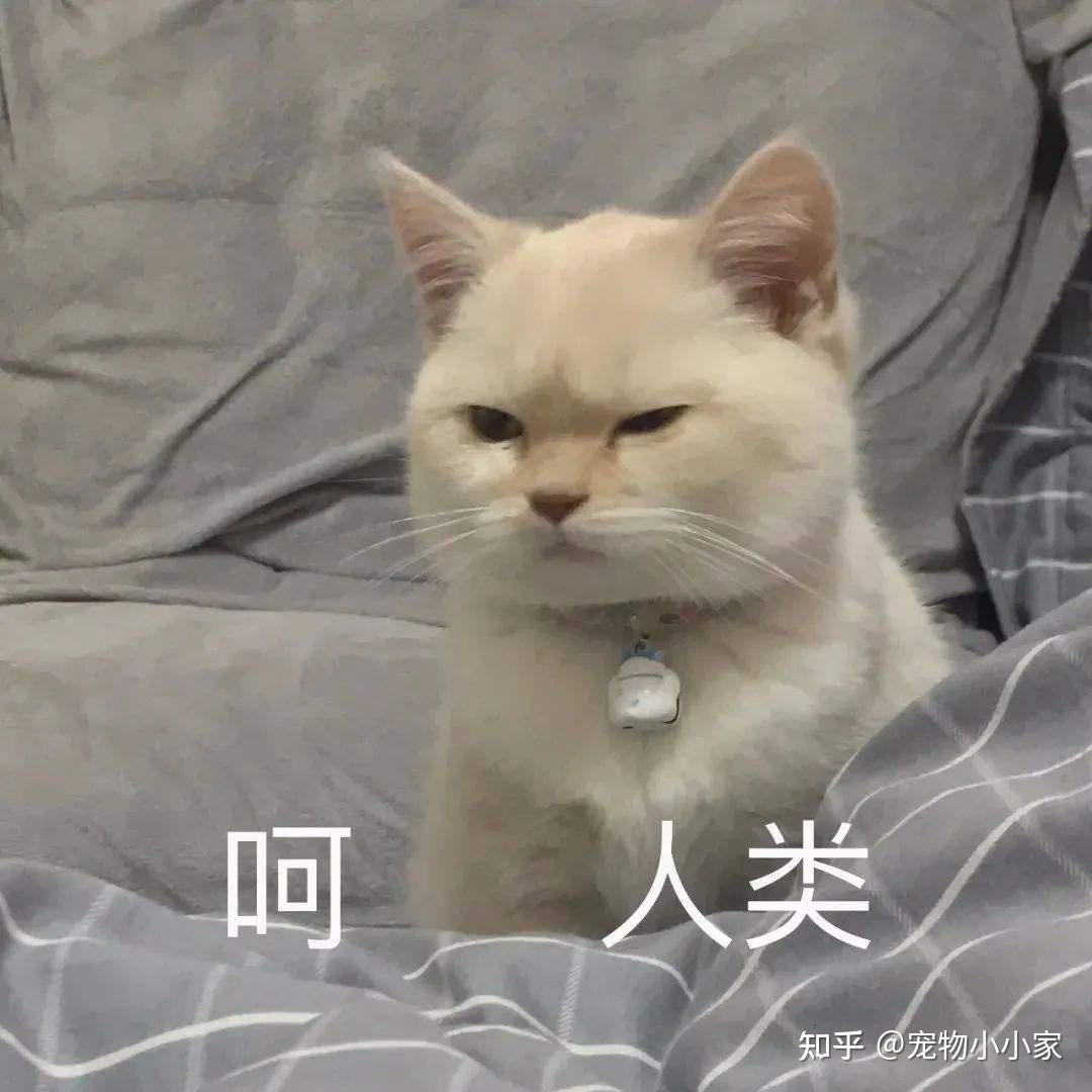 猫咪胡子作用_猫咪咕噜声_猫咪直播成 人 视频破解版