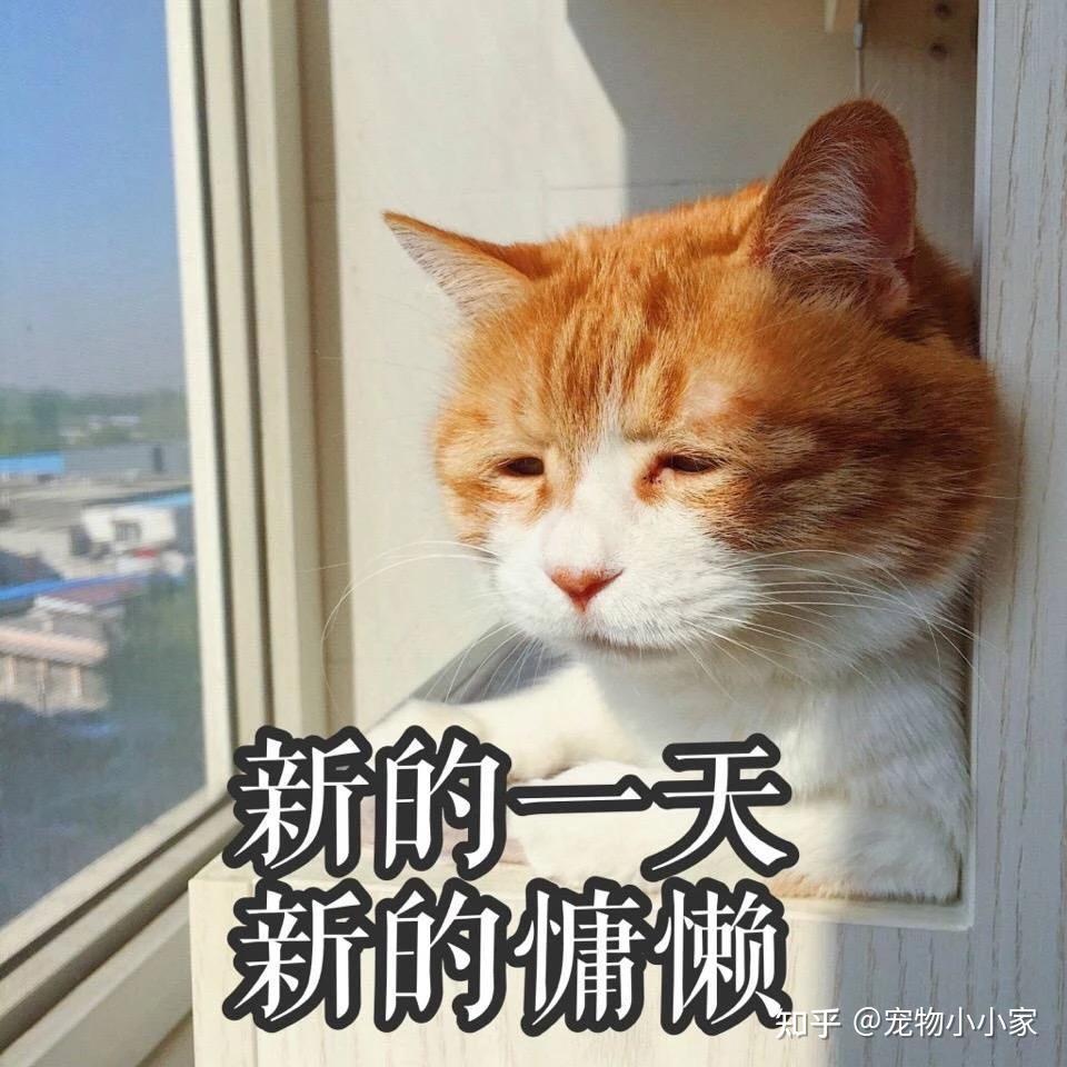 猫咪胡子作用_猫咪咕噜声_猫咪直播成 人 视频破解版