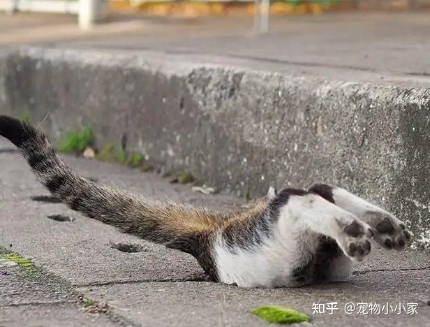 猫咪咕噜声_猫咪胡子作用_猫咪直播成 人 视频破解版