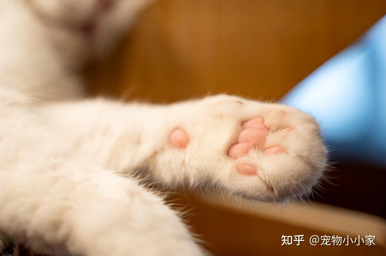 猫咪直播成 人 视频破解版_猫咪胡子作用_猫咪咕噜声