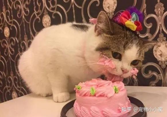 猫咪咕噜声_猫咪胡子作用_猫咪直播成 人 视频破解版