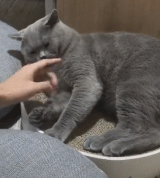 猫咪直播成 人 视频破解版_猫咪胡子作用_猫咪咕噜声