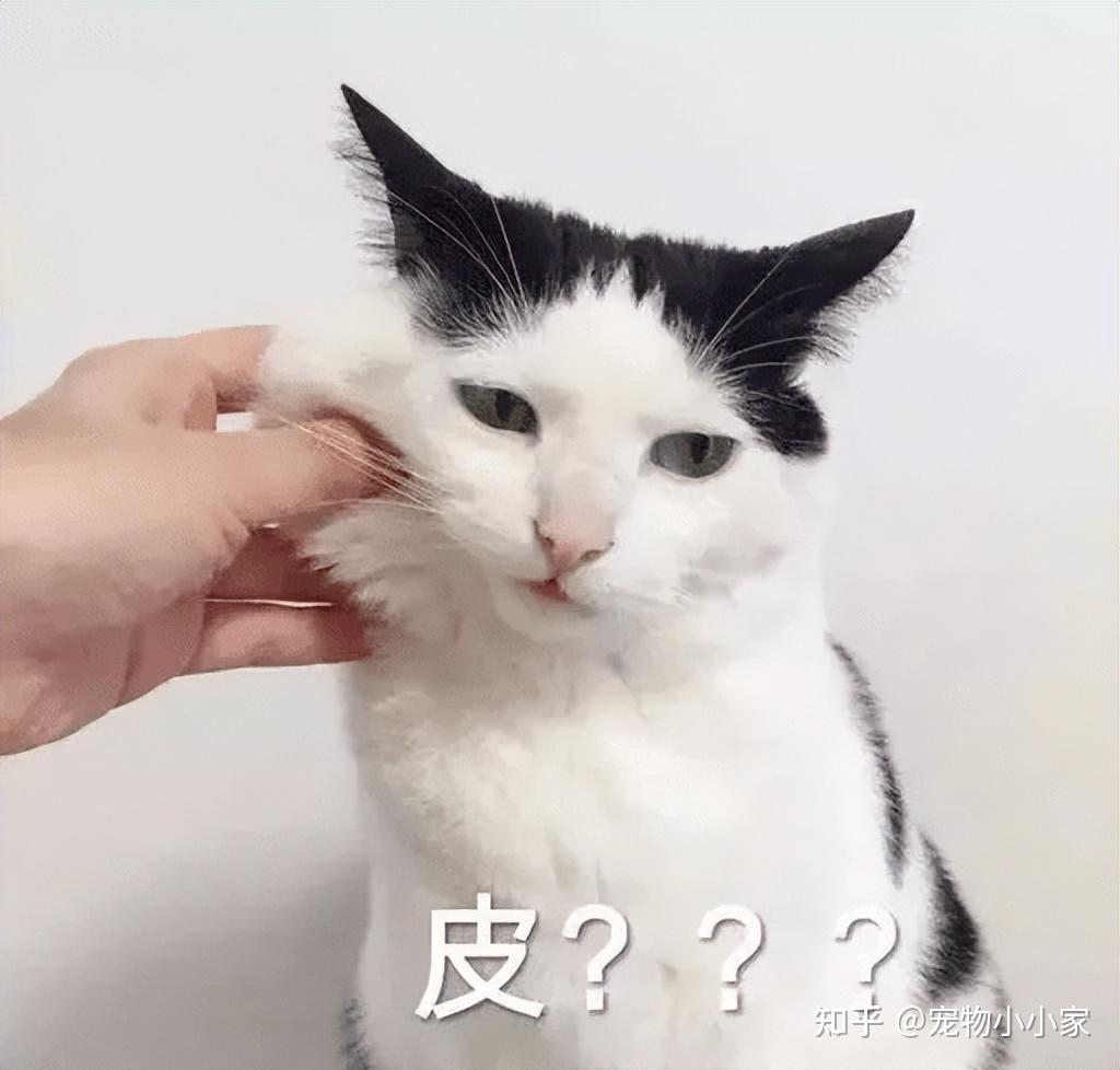猫咪直播成 人 视频破解版_猫咪胡子作用_猫咪咕噜声