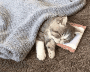 猫咪咕噜声_猫咪直播成 人 视频破解版_猫咪胡子作用