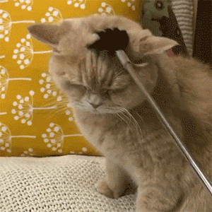 猫咪直播成 人 视频破解版_猫咪胡子作用_猫咪咕噜声