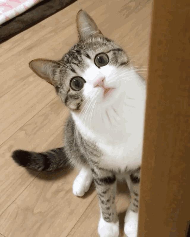 猫咪胡子作用_猫咪直播成 人 视频破解版_猫咪咕噜声