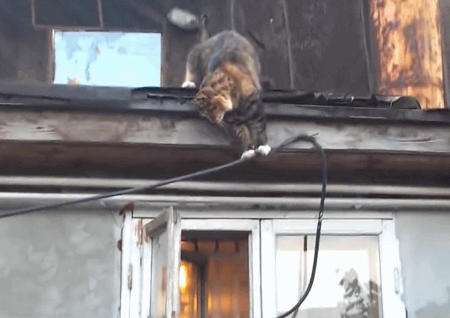 猫咪胡子作用_猫咪咕噜声_猫咪直播成 人 视频破解版