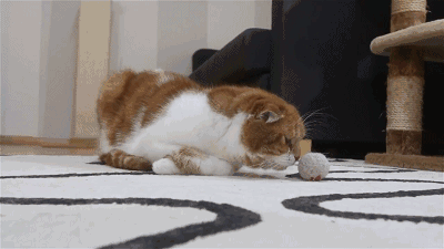 猫咪胡子作用_猫咪直播成 人 视频破解版_猫咪咕噜声