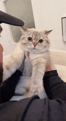 猫咪胡子作用_猫咪直播成 人 视频破解版_猫咪咕噜声