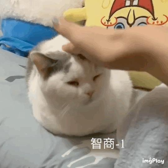 猫咪咕噜声_猫咪直播成 人 视频破解版_猫咪胡子作用