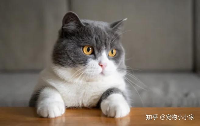 猫咪咕噜声_猫咪胡子作用_猫咪直播成 人 视频破解版