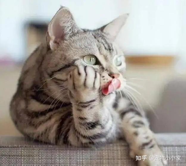 猫咪直播成 人 视频破解版_猫咪咕噜声_猫咪胡子作用