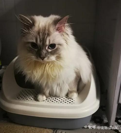 猫咪咕噜声_猫咪直播成 人 视频破解版_猫咪胡子作用