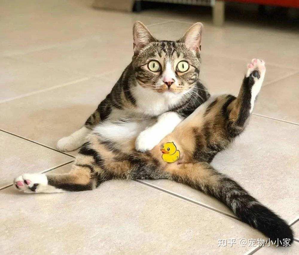 猫咪直播成 人 视频破解版_猫咪咕噜声_猫咪胡子作用