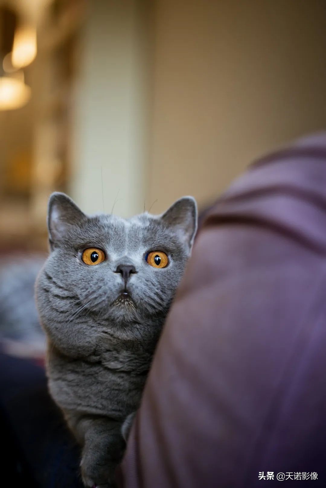 莱卡钛金镜头_Leica M-A 钛合金特别版 套装_Leica APO-Summicron-M 50 f/2 ASPH. 镜头