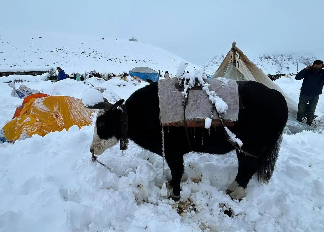 珠峰东坡暴雪救援_珠峰暴雪 向导一人一狗带上百人撤离_珠峰徒步路线安全风险
