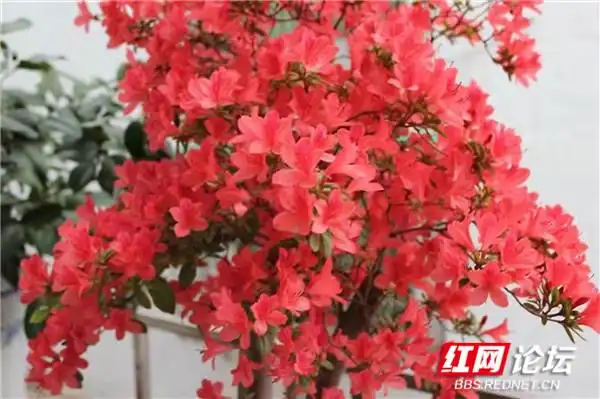 最美阳台丨花团锦簇的阳台，折射出我们的家和万事兴