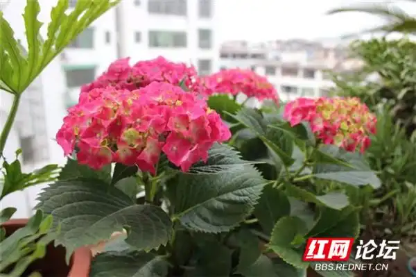阳台花卉种植分享_“家和万事兴”_阳台改建一家亲