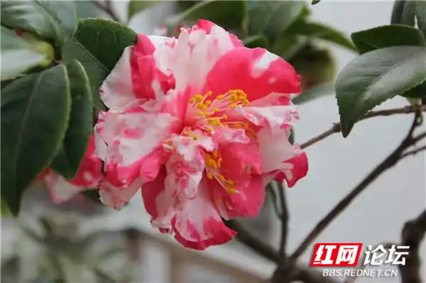 “家和万事兴”_阳台花卉种植分享_阳台改建一家亲