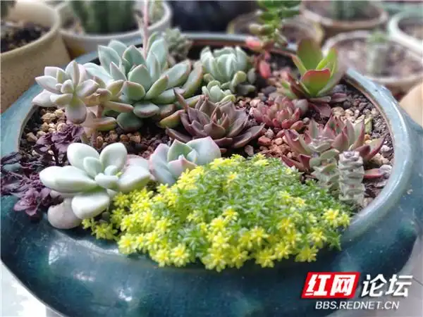 阳台改建一家亲_“家和万事兴”_阳台花卉种植分享